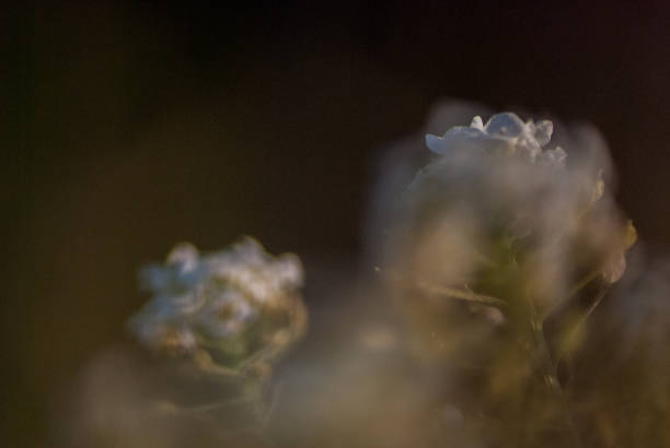 istock Flower on a windy day, sunset 690528968
