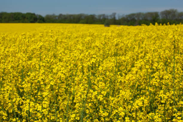 istock Beautiful flowering rapeseed field under the blue, cloudless sky 690529362