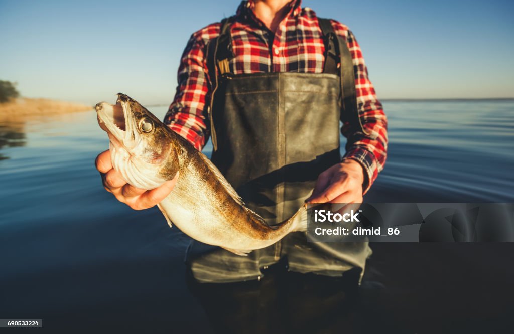 One man - a fisherman standing in the water holding in his hand caught on spinning pike One man - a fisherman standing in the water holding in his hand caught on spinning pike. Fishing Stock Photo