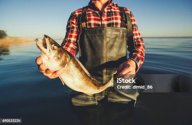 One Man A Fisherman Standing In The Water Holding In His Hand Caught On Spinning Pike Stock Photo - Download Image Now