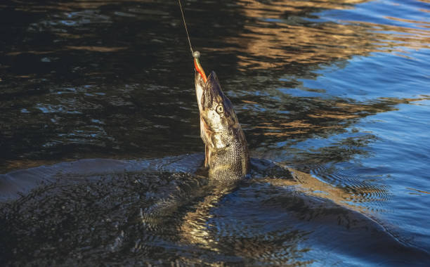istock Fish Zander caught on a hook in a freshwater pond. 690533270