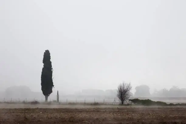 Photo of Trees in the mist