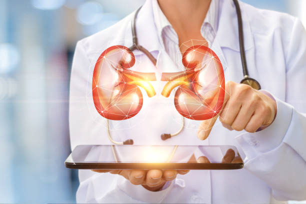 istock Doctor shows the human kidney . 690539572