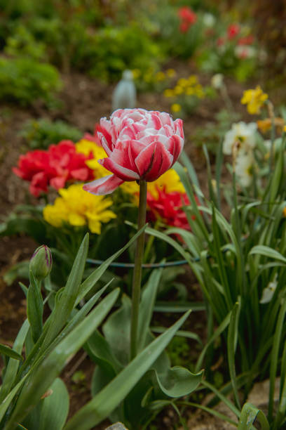 istock tulip. tulip in the garden 690548124