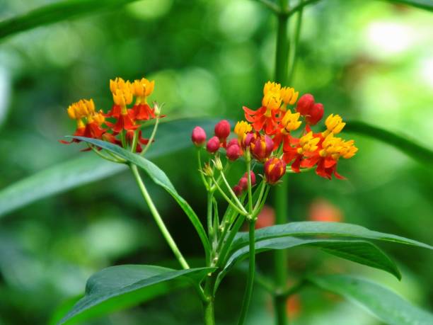 istock Scarlet Milkweed (Asclepias curassavica) 690555092