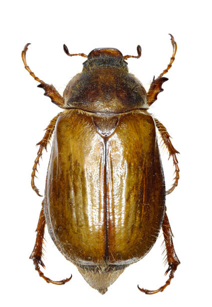 istock European June Beetle on white Background  -  Amphimallon solstitiale  (Linnaeus, 1758) 690555344