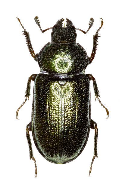 istock Blue Stag Beetle on white Background  -  Platycerus caraboides (Linnaeus, 1758) 690555364