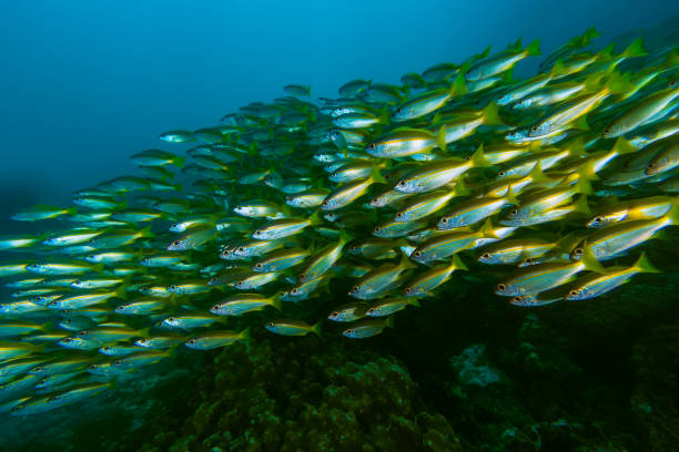 istock School of Yellowstripe scad (Selaroides leptolepis) 690557808