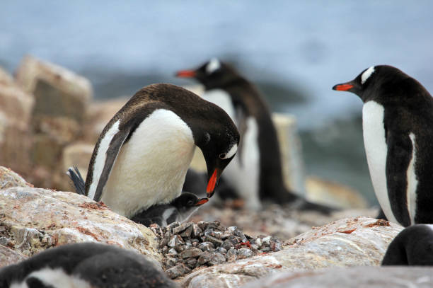 istock Adult and young gentoo penguin 690558224