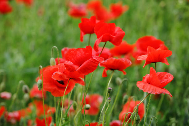 istock Field of poppies 690558588