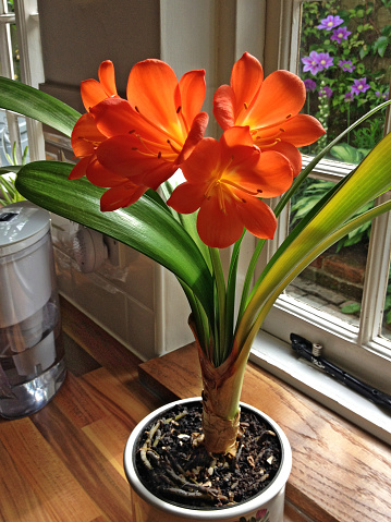 A potted Clivia (Kaffir Lily) with large trumpet-shaped orange flowers lit by morning sun on a wooden kitchen worktop next to a window with a glimpse of a flowering garden plants outside