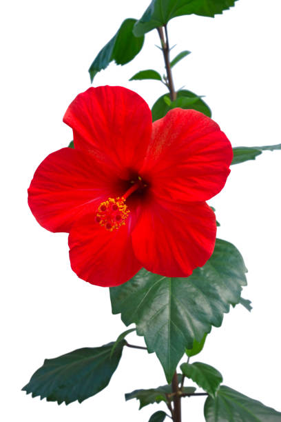 istock Hibiscus plant with flower 690566508