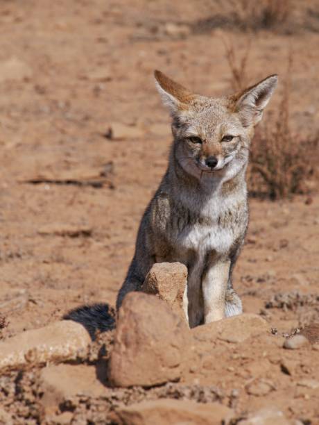 istock Zorro culpeo chile sitting in the desert 690569896
