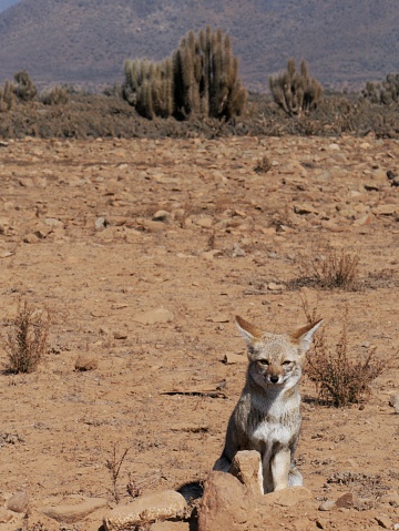 Grey fox zorro culpeo chile sitting in the desert at Punta Choros, Los Loritos, La Serena, Chile