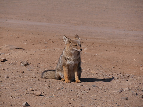 Grey fox zorro culpeo chile sitting in the desert at Punta Choros, Los Loritos, La Serena, Chile