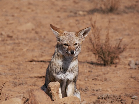 Grey fox zorro culpeo chile sitting in the desert at Punta Choros, Los Loritos, La Serena, Chile