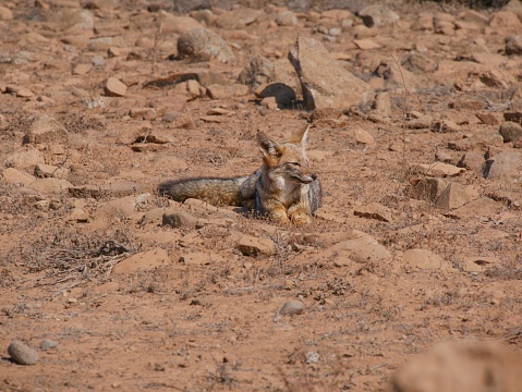 Grey fox zorro culpeo chile lying in the desert at Punta Choros, Los Loritos, La Serena, Chile