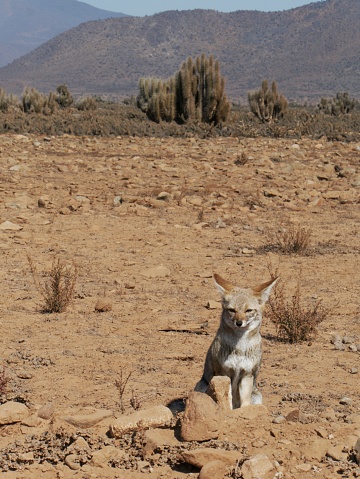 Grey fox zorro culpeo chile sitting in the desert at Punta Choros, Los Loritos, La Serena, Chile