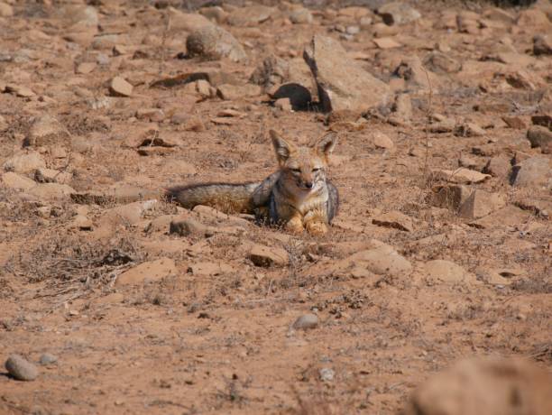 istock Zorro culpeo chile lying in the desert 690569928