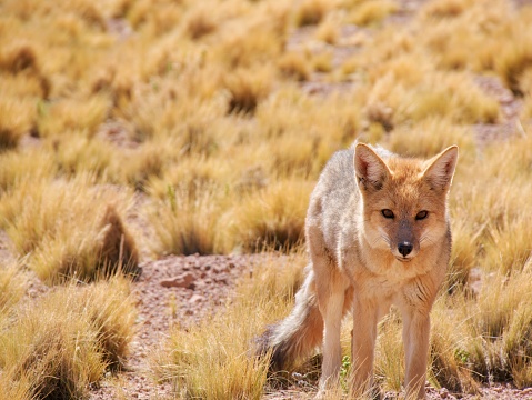 Grey fox zorro culpeo chile standing in the desert at Punta Choros, Los Loritos, La Serena, Chile