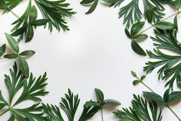 istock Green leaves on white background. Top view with copy space. 690572644