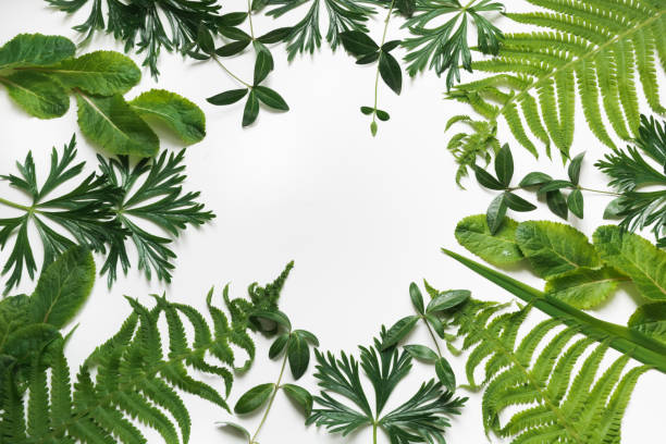 istock Green leaves on white background. Top view with copy space. 690572700