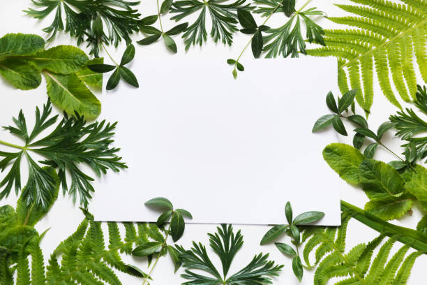 istock Green leaves on white background. Top view with copy space. 690573042