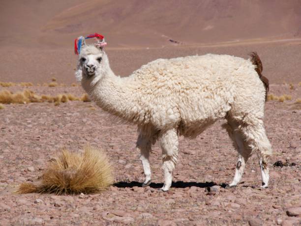 istock Alpaca standing in the atacama desert 690573728