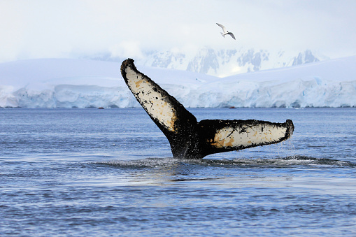 Humpback whale (Megaptera novaeangliae) with the tail out of the water and creating a waterfall of water droplets