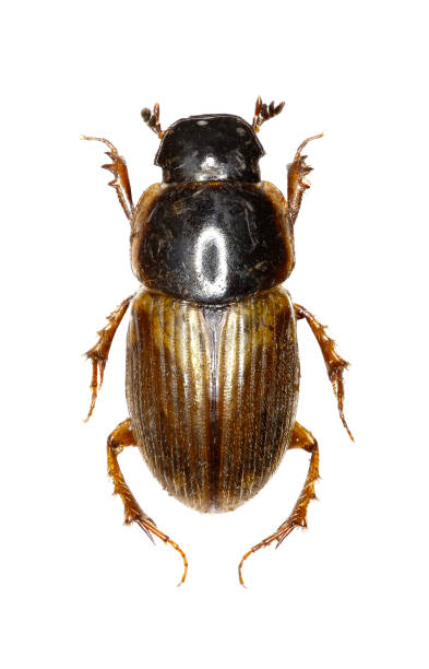 istock Dung Beetle Aphodius on white Background  -  Aphodius prodromus (Brahm, 1790) 690579456