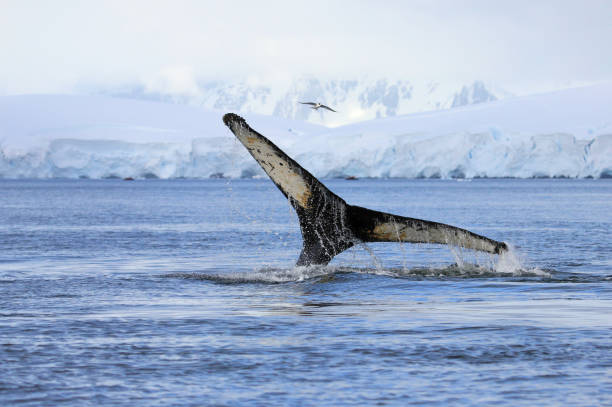 cauda de baleia-jubarte - seal on iceberg - fotografias e filmes do acervo
