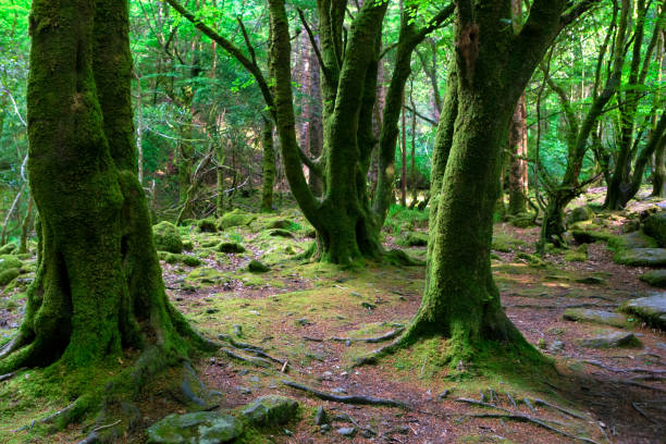 istock Killarney National Park in County Kerry, Ireland 690582880