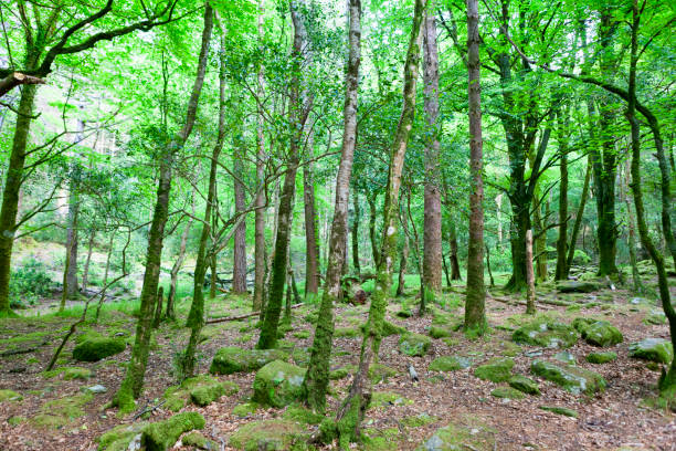istock Killarney National Park in County Kerry, Ireland 690582976