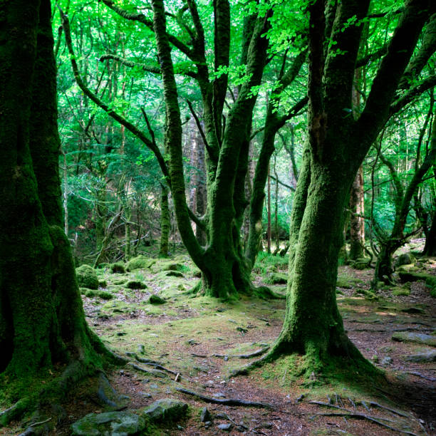 istock Killarney National Park in County Kerry, Ireland 690582982