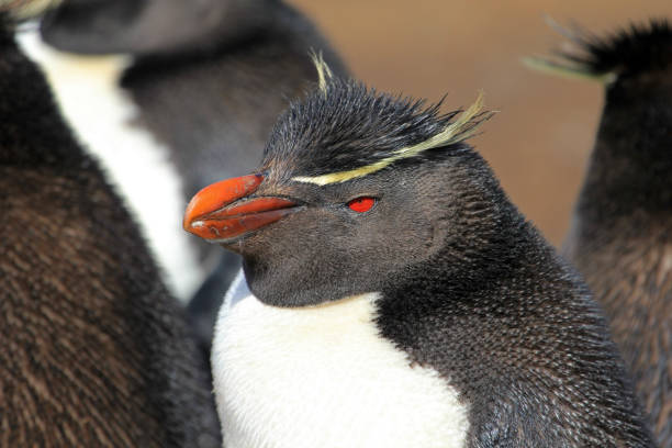 istock Rockhopper penguin, Falkland Islands 690587108