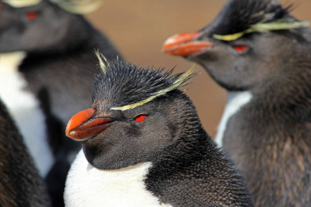 istock Rockhopper penguin, Falkland Islands 690587148
