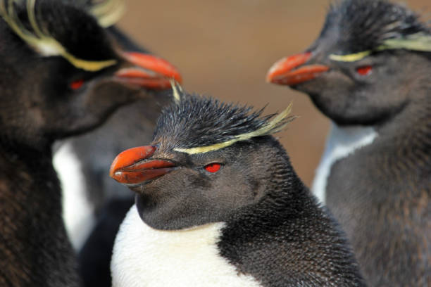istock Rockhopper penguin, Falkland Islands 690587184