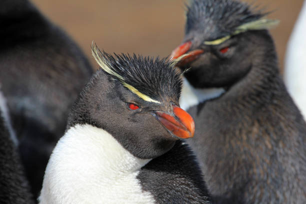 istock Rockhopper penguin, Falkland Islands 690587208