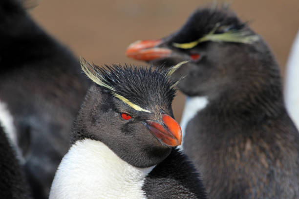 Rockhopper penguin, Falkland Islands