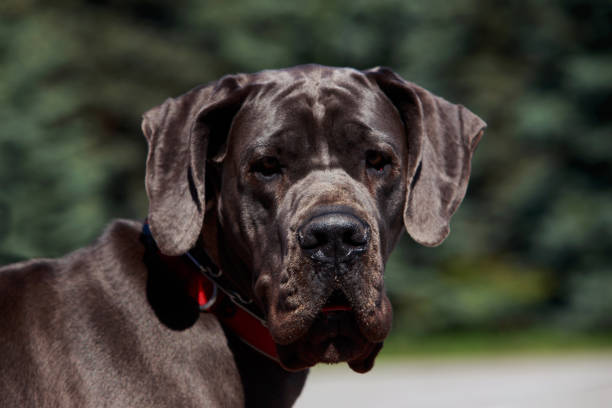 istock dog breed german mastiff 690591850
