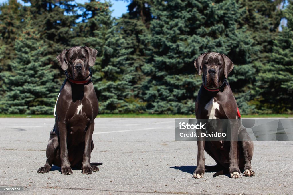 dog breed german mastiff Two German mastiffs sit on the asphalt Animal Stock Photo