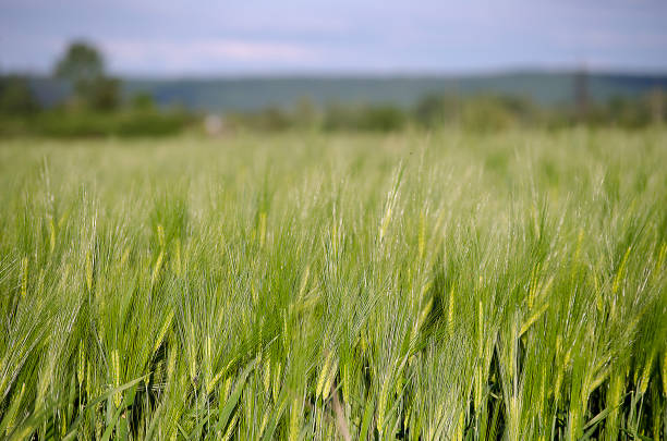 istock Ears of rye and wheat growing 690593406