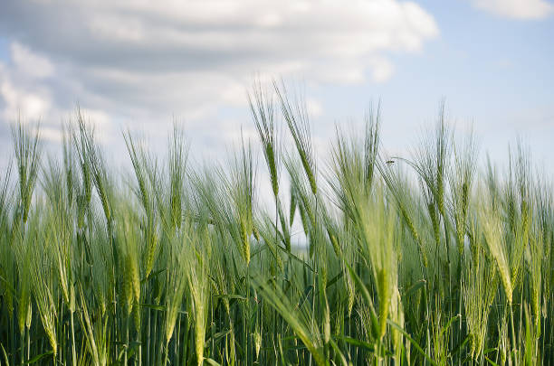 istock Ears of rye and wheat growing 690593434