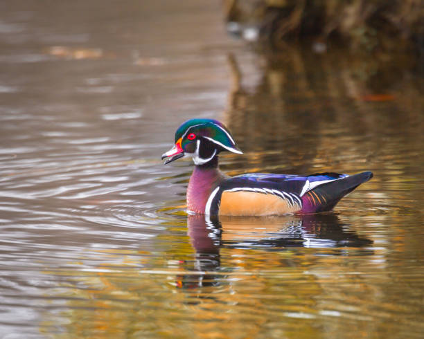 istock Wood Duck Male 690598260