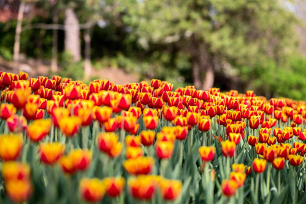 istock Brightly colored tulips shot at Ottawa in Ontario Canada. 690598320