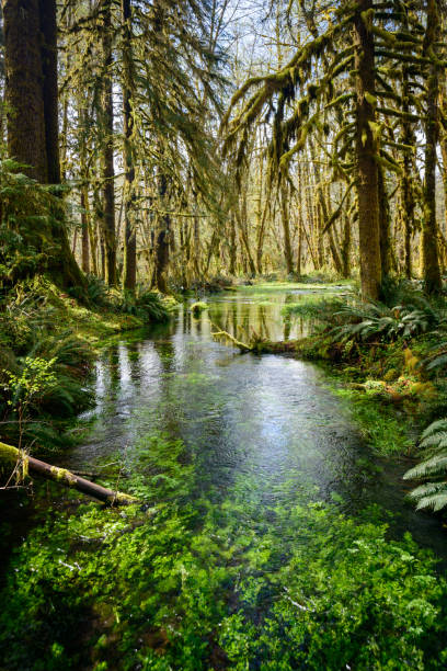 Crystal clear peaceful river flowing through Quinault Rainforest in Olympic National Park.