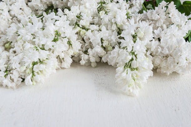 istock lush bunches of white lilac 690598902