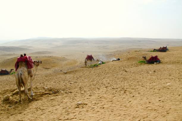 istock Camels and a Bedouin resting 690598958