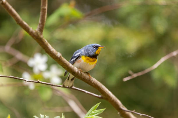 istock Northern Parula in a Boreal forest. north Quebec, Canada. 690599060
