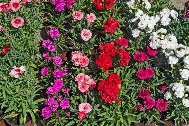 istock Carnation flowers for seedlings 690599300